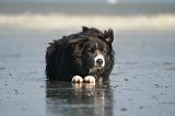 BORDER COLLIE 1431